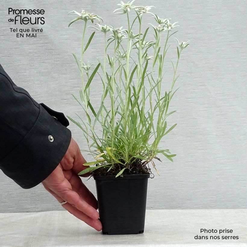 Example of Leontopodium alpinum Blossom of Snow - Edelweiss des Alpes Godet de 8/9 cm as you get in printemps