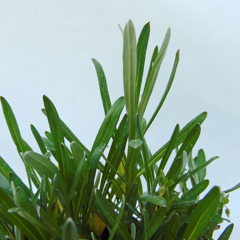 Leontopodium alpinum Mont Blanc - Edelweiss des Alpes (Foliage)