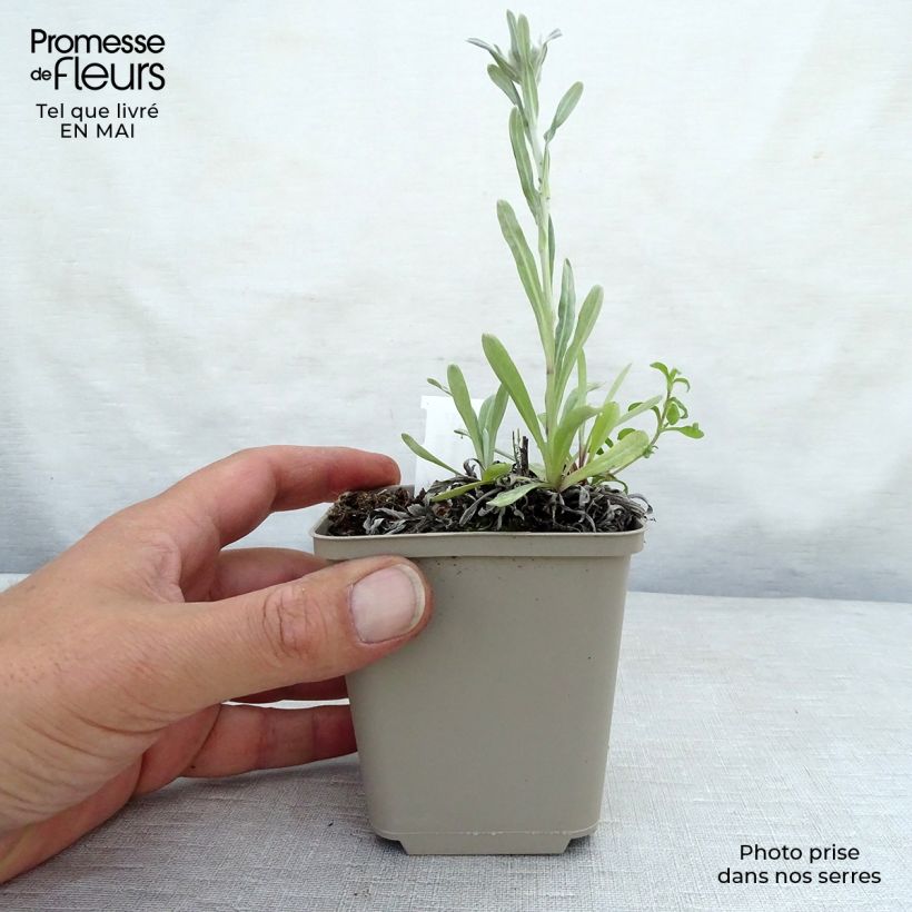 Example of Leontopodium alpinum Mont Blanc - Edelweiss des Alpes Godet de 8/9 cm as you get in printemps