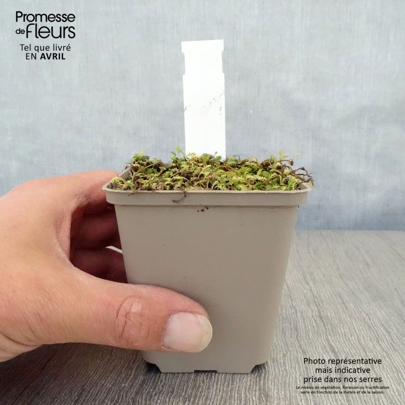 Example of Leptinella dioica Minima - Cotule Godet de 8/9 cm as you get in printemps