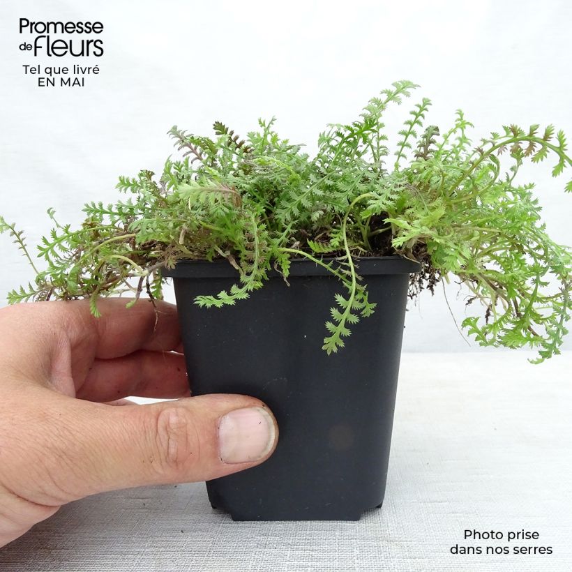 Example of Leptinella squalida Platt's Black Godet de 8/9 cm as you get in printemps