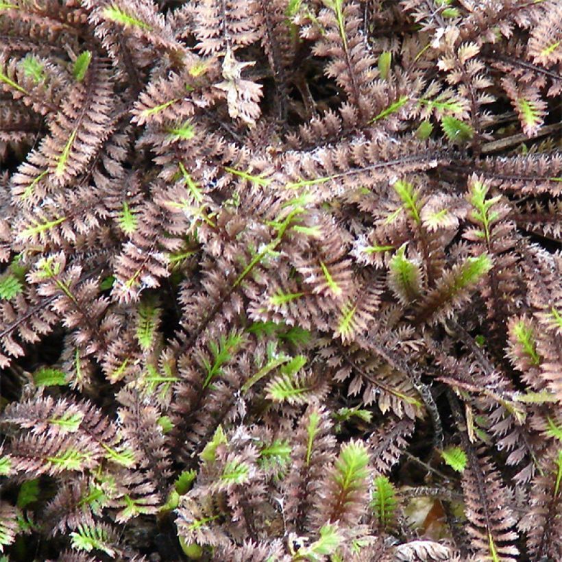 Leptinella squalida Platt's Black (Foliage)