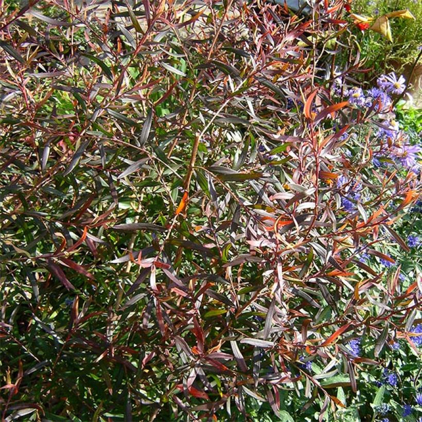 Leptospermum Copper Sheen - Arbre à thé (Foliage)