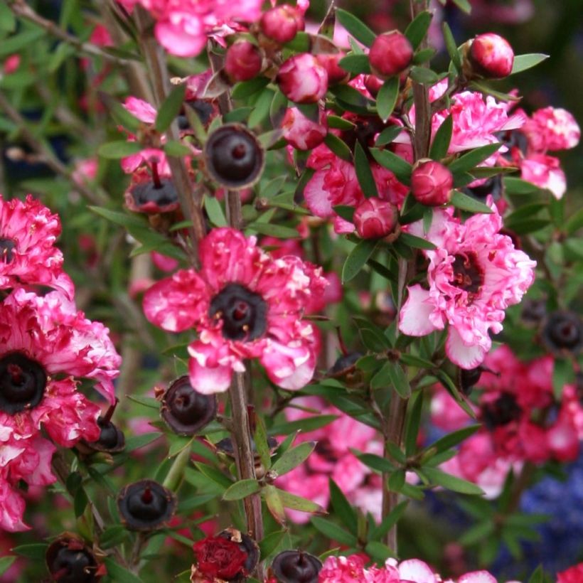 Leptospermum Coral candy - Arbre à thé (Flowering)
