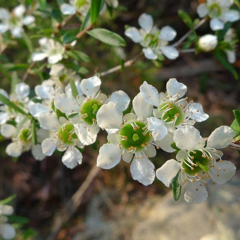 Leptospermum Karo Silver Ice - Arbre à thé (Flowering)