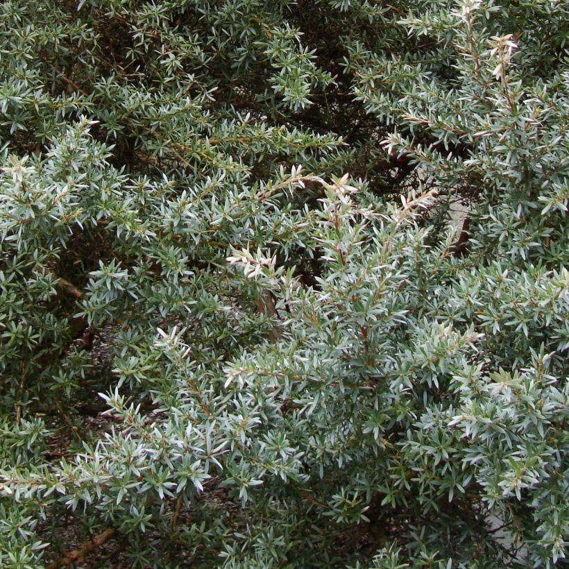 Leptospermum Silver Sheen - Arbre à thé laineux (Foliage)