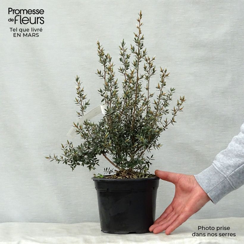 Example of Leptospermum Silver Sheen - Arbre à thé laineux Pot de 2L/3L as you get in printemps