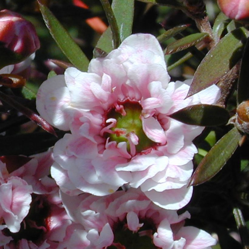 Leptospermum scoparium Apple blossom - Arbre à thé de Nouvelle-Zélande (Flowering)