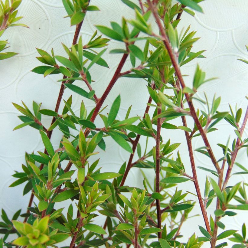 Leptospermum scoparium Blanc (Foliage)