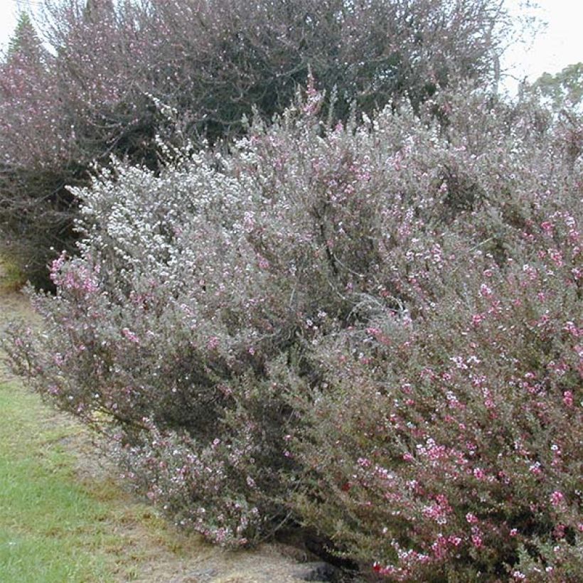Leptospermum scoparium Blanc (Plant habit)