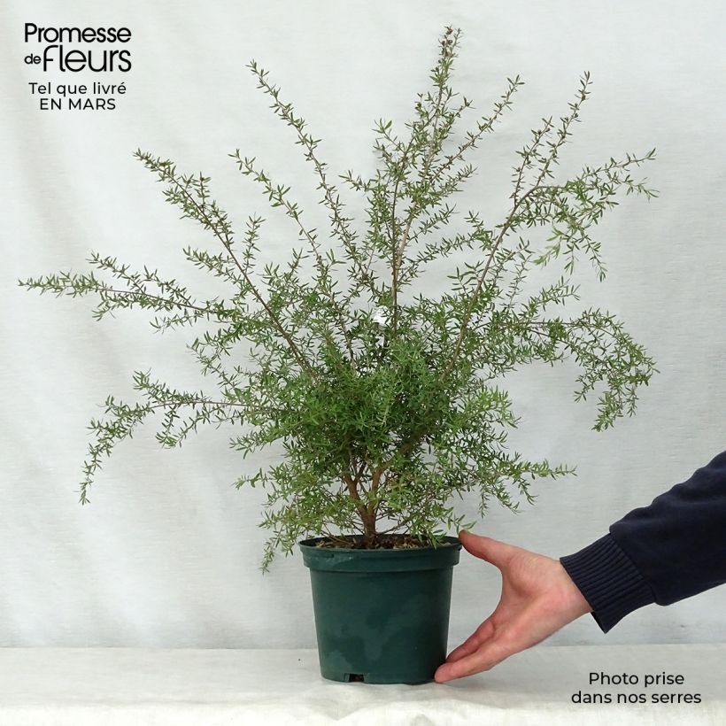 Example of Leptospermum scoparium Blanc Pot de 2L/3L as you get in printemps