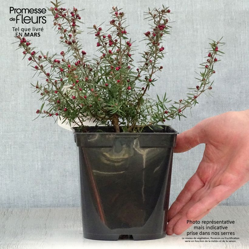 Example of Leptospermum scoparium Crimson Glory - Arbre à thé de Nouvelle-Zélande Pot de 3L/4L as you get in printemps