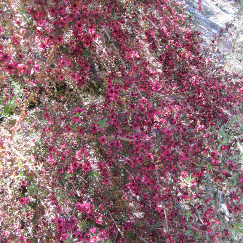 Leptospermum scoparium Jubilee - Arbre à thé (Flowering)