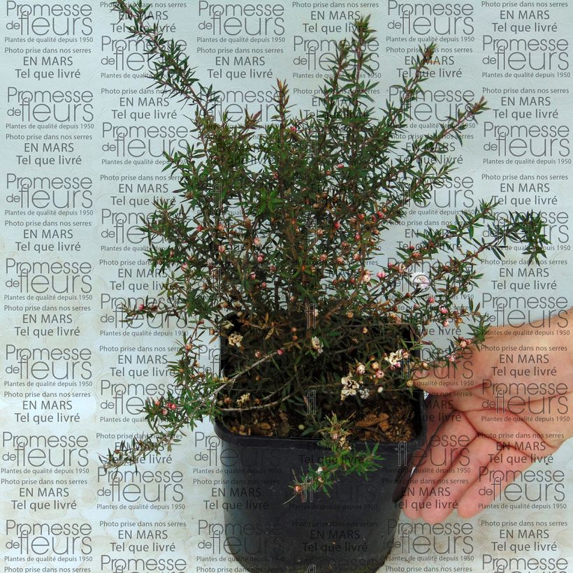 Example of Leptospermum scoparium Jubilee - Arbre à thé Pot de 2L/3L as you get