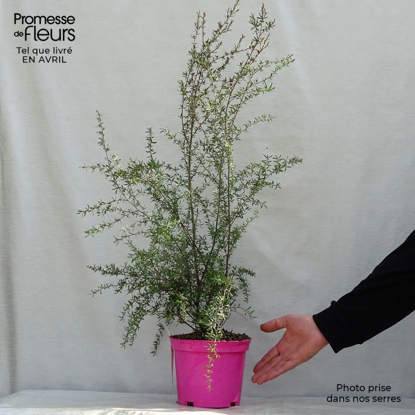 Example of Leptospermum  scoparium Martini - Arbre à thé Pot de 2L/3L as you get in printemps