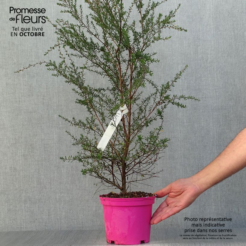 Spécimen de Leptospermum  scoparium Martini - Arbre à thé Pot de 2L/3L tel que livré en automne