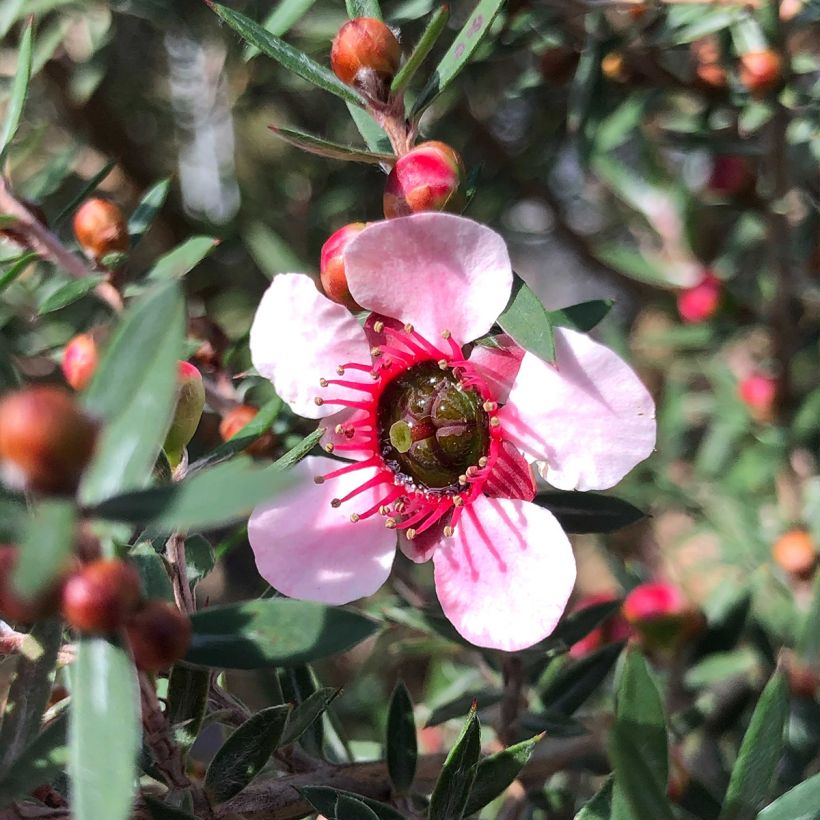 Leptospermum  scoparium Martini - Arbre à thé (Flowering)
