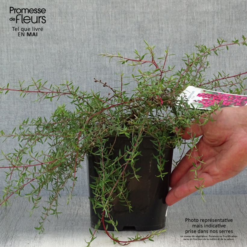 Spécimen de Leptospermum scoparium Red Falls - Arbre à thé de Nouvelle-Zélande Pot de 2L/3L tel que livré au printemps