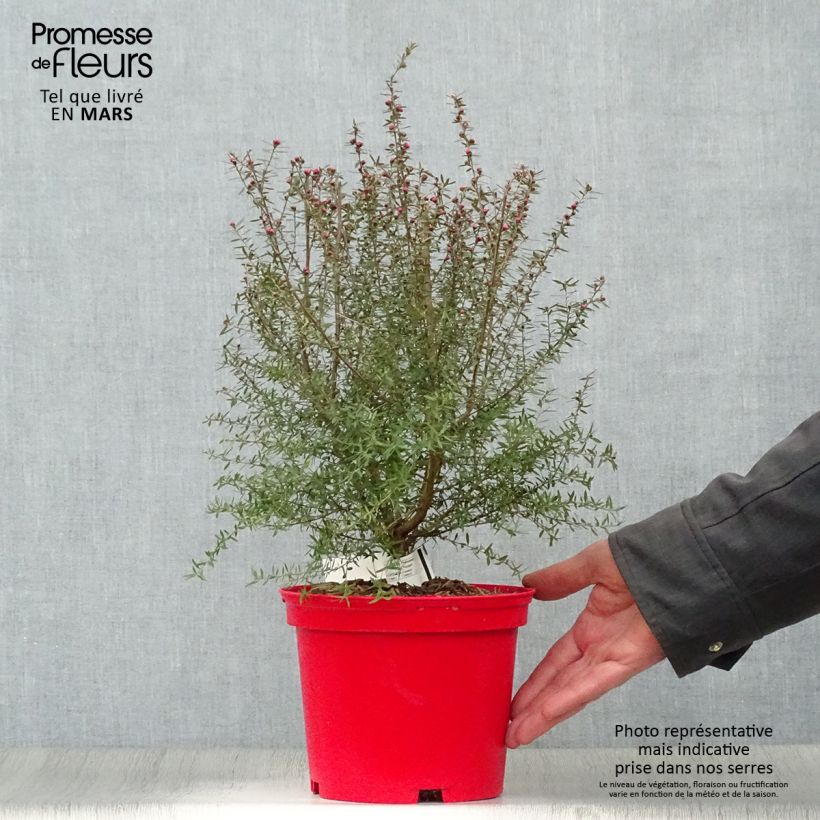 Example of Leptospermum scoparium Red damask - Arbre à thé Pot de 3L/4L as you get in printemps