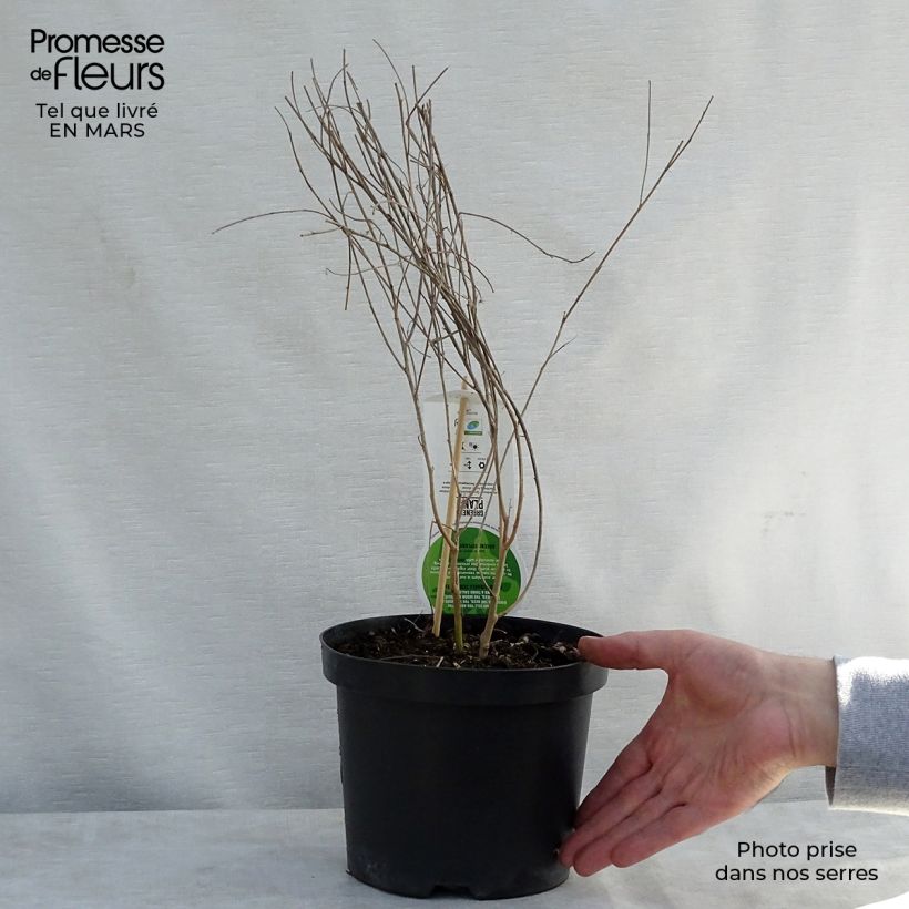 Example of Lespedeza thunbergii Pot de 2L/3L as you get in printemps