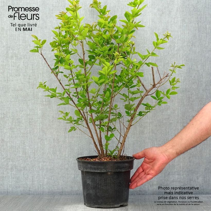 Spécimen de Lespedeza thunbergii Edo-Shibori Pot de 3L/4L tel que livré au printemps