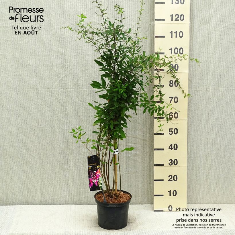 Spécimen de Lespedeza thunbergii Gibraltar - Trèfle en arbre Pot de 1,5L/2L tel que livré en été