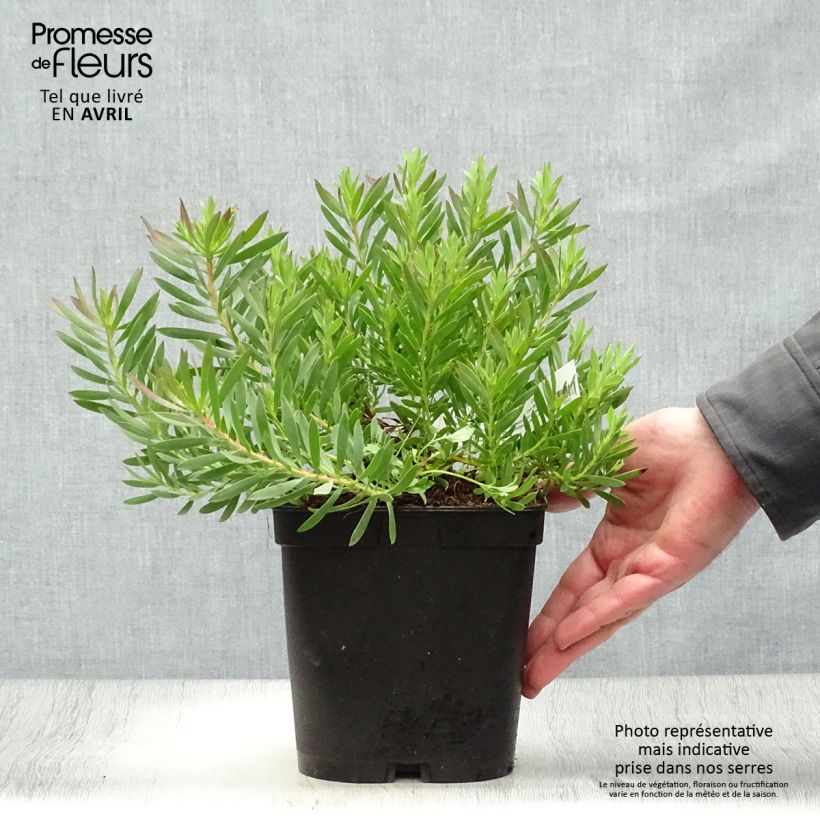 Example of Leucadendron Cheeky  Pot de 3L/4L as you get in printemps