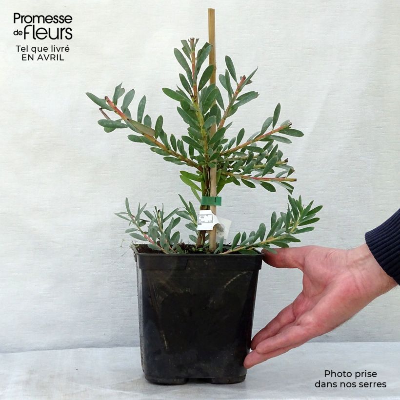 Example of Leucadendron Devil's Blush Pot de 3L/4L as you get in printemps