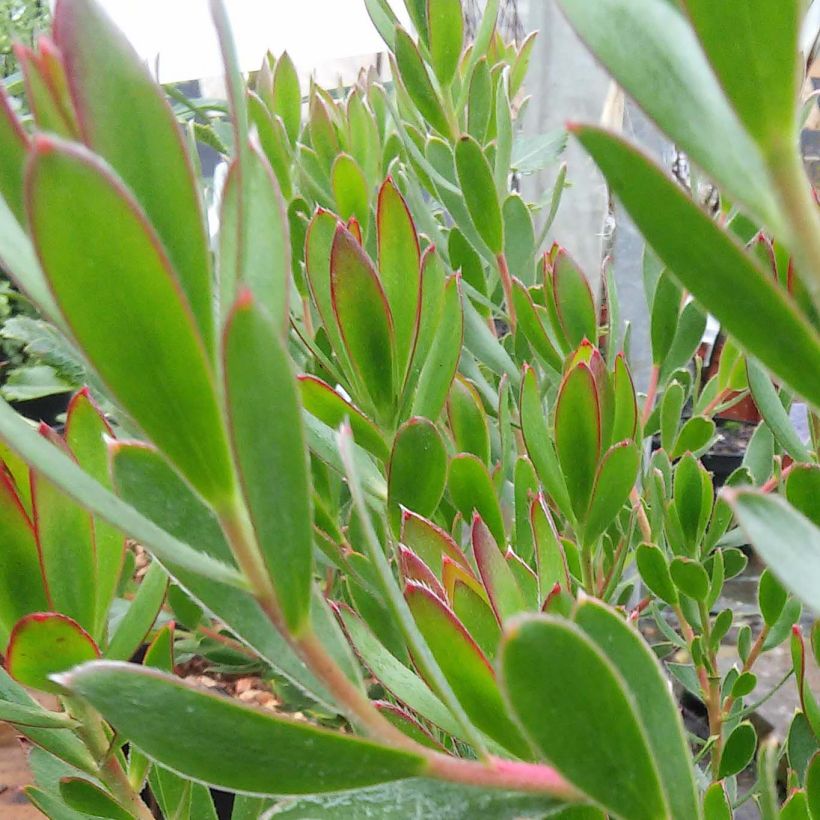 Leucadendron Fireglow (Foliage)