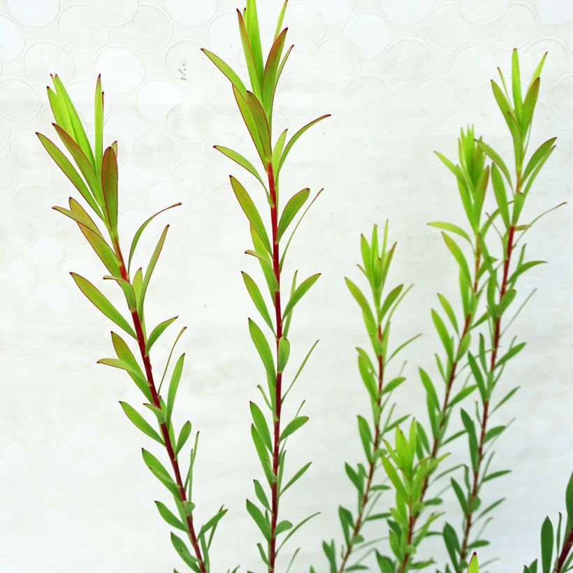 Leucadendron  Jack Harre (Foliage)