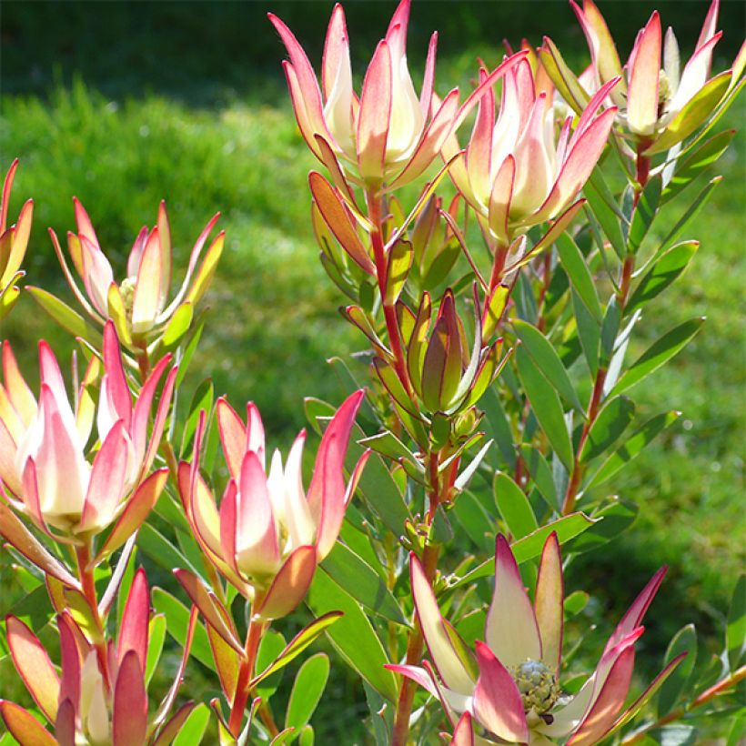 Leucadendron  Jack Harre (Flowering)