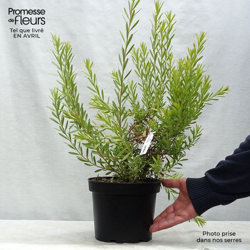 Example of Leucadendron  Jack Harre Pot de 3L/4L as you get in printemps