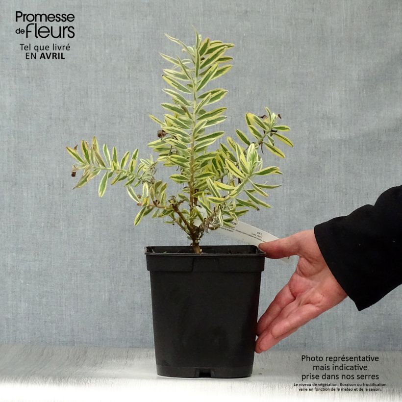 Example of Leucadendron Jester  Pot de 3L/4L as you get in printemps