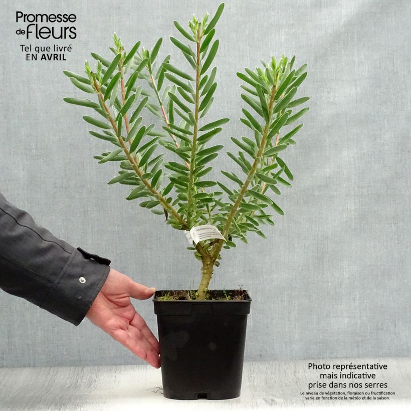 Example of Leucadendron Safari Sunset Pot de 3L/4L as you get in printemps