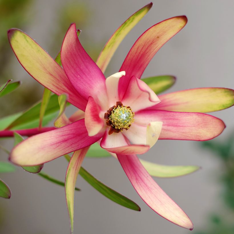 Leucadendron Safari Sunset (Flowering)