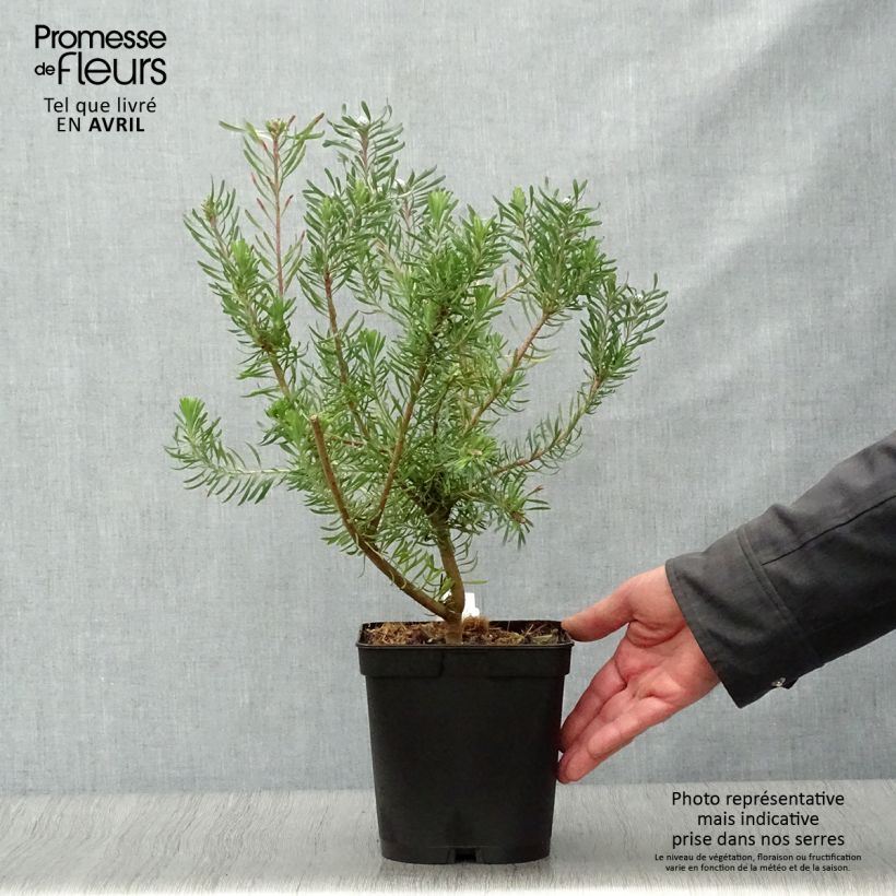 Example of Leucadendron galpinii Purple Haze Pot de 3L/4L as you get in printemps