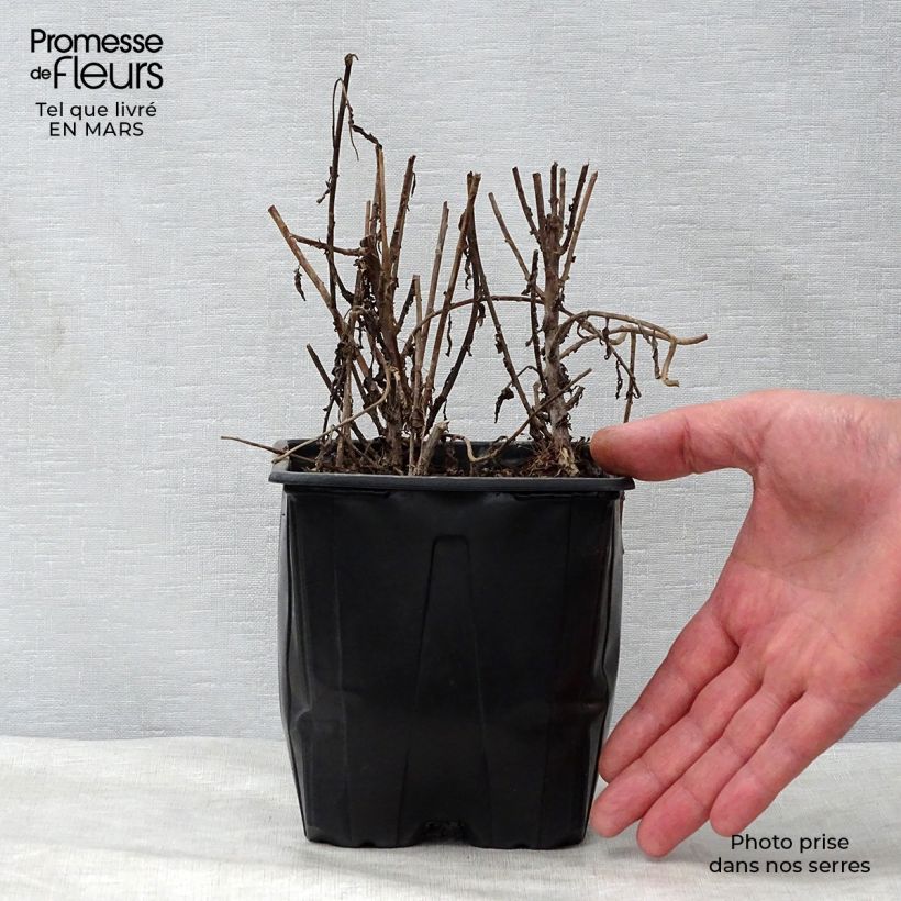 Example of Leucanthemella serotina - Grande marguerite d'automne Pot de 2L/3L as you get in printemps