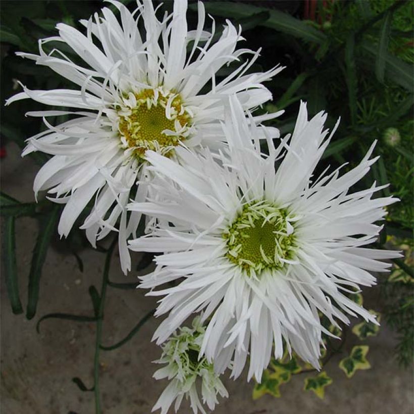 Leucanthemum Aglaia - Grande Marguerite (Flowering)