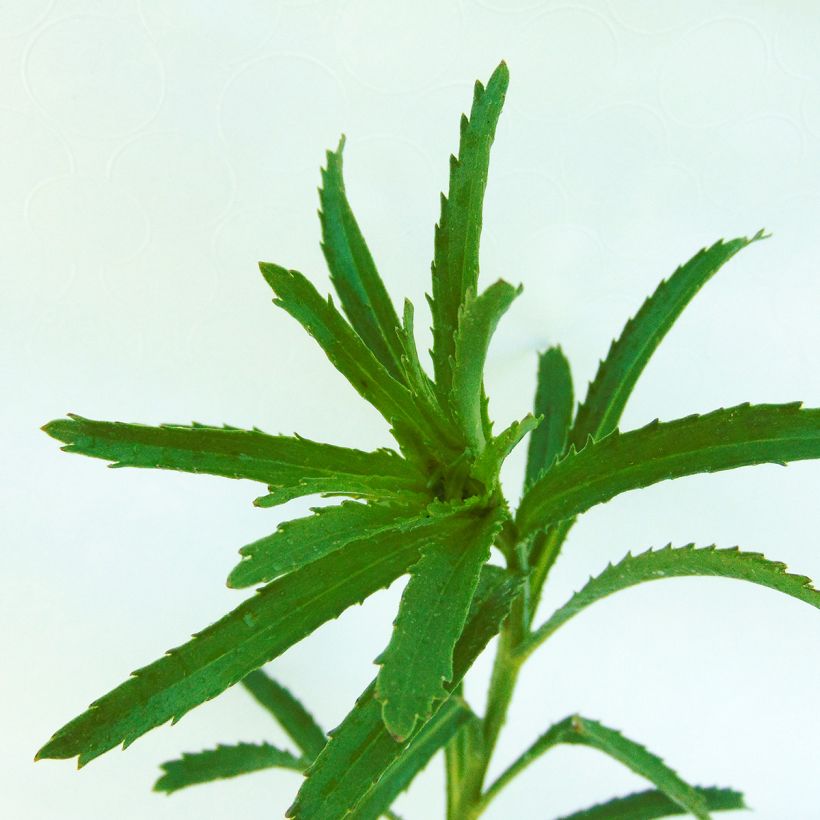 Leucanthemum Aglaia - Grande Marguerite (Foliage)