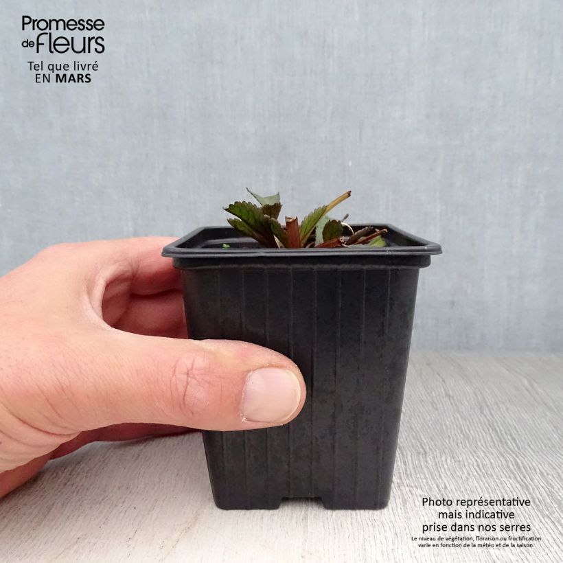 Example of Leucanthemum Aglaia - Grande Marguerite Godet de 7/8 cm as you get in printemps