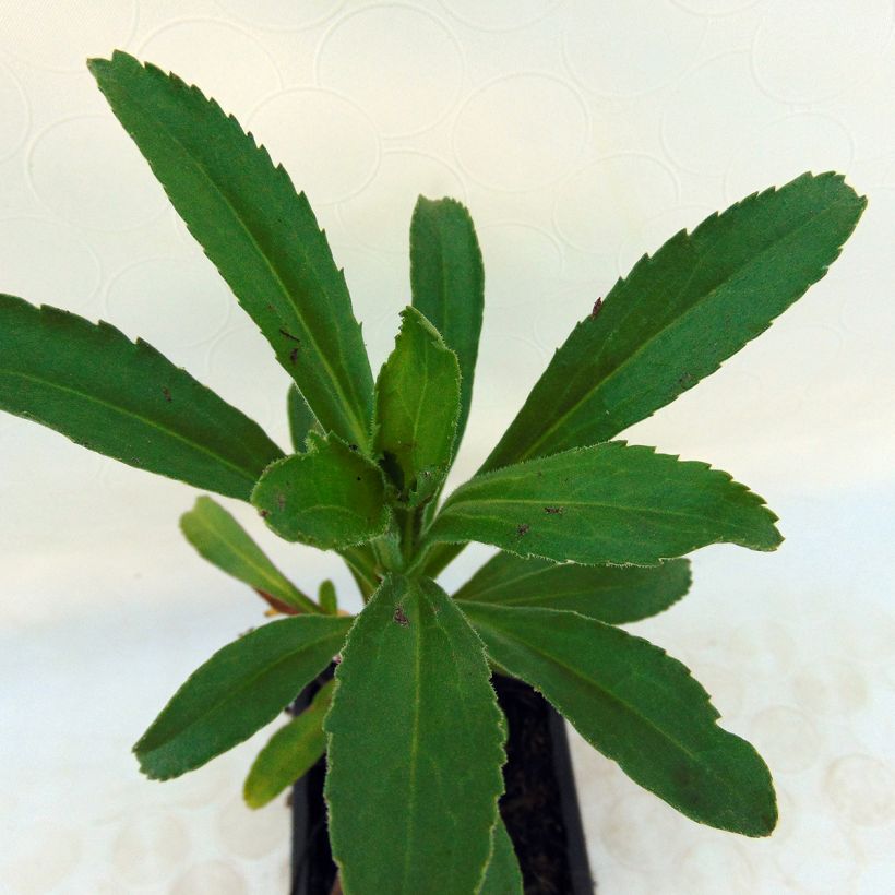 Leucanthemum Banana Cream - Grande marguerite (Foliage)