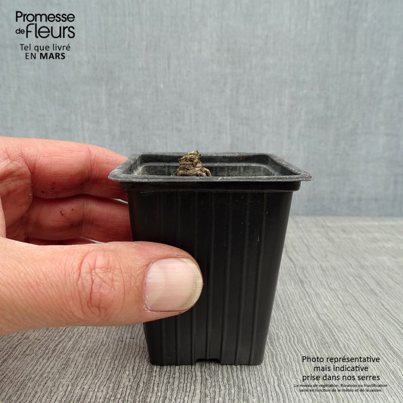 Example of Leucanthemum Banana Cream - Grande marguerite Godet de 7/8 cm as you get in printemps