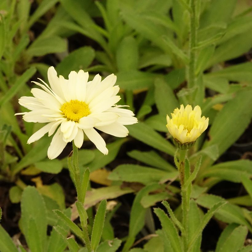 Leucanthemum Banana Cream - Grande marguerite (Floraison)