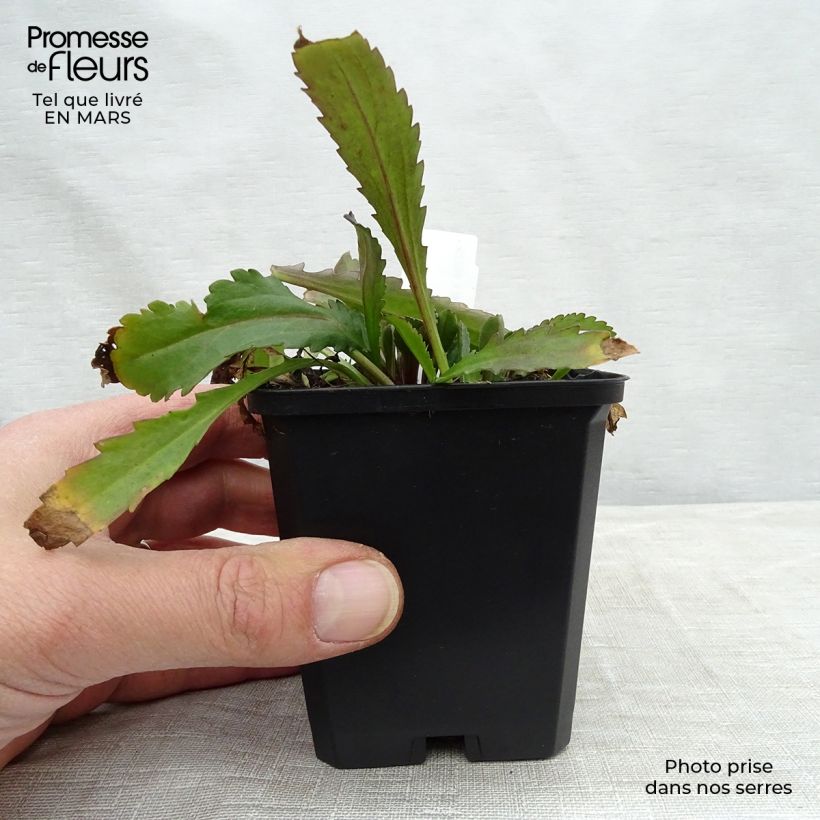 Example of Leucanthemum Polaris - Marguerite d'été Godet de 8/9 cm as you get in printemps