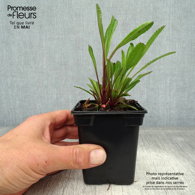 Example of Leucanthemum Princesse d'Argent - Grande marguerite Godet de 7/8 cm as you get in printemps