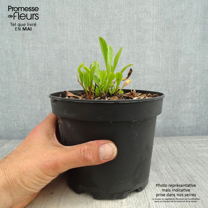 Example of Leucanthemum Princesse d'Argent - Grande marguerite Pot de 2L/3L as you get in printemps