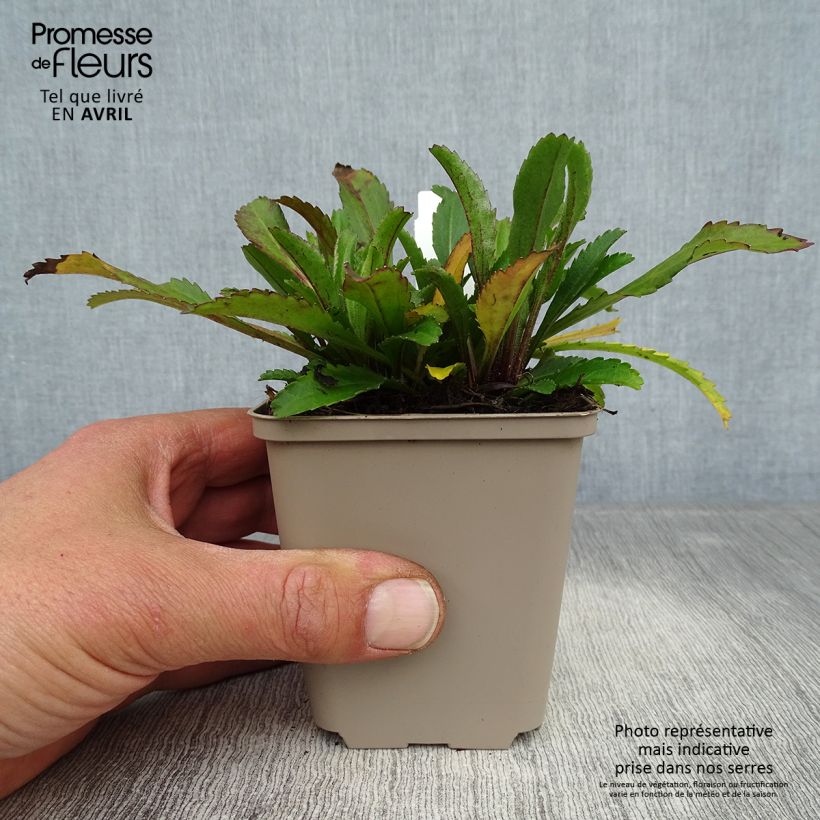 Spécimen de Leucanthemum Real Neat - Grande marguerite Godet de 8/9 cm tel que livré au printemps