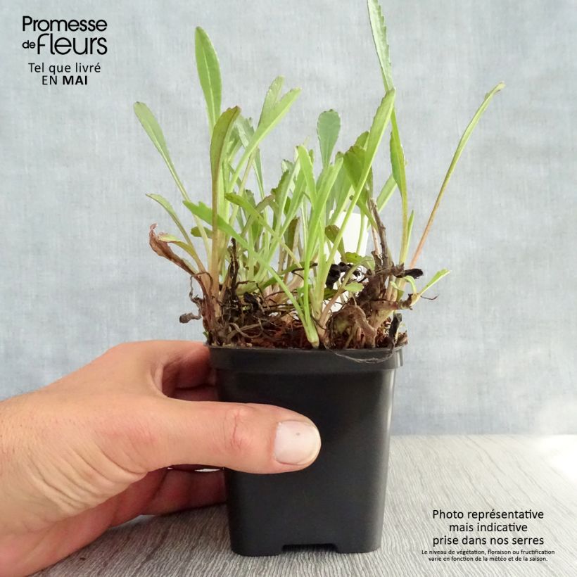 Spécimen de Leucanthemum Shapcott Gossamer - Grande marguerite Godet de 8/9 cm tel que livré au printemps