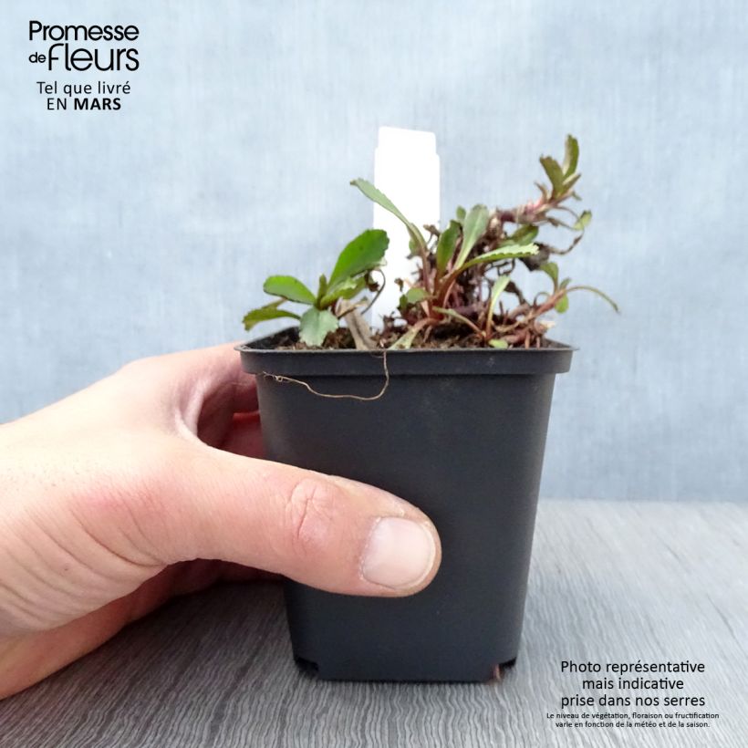 Spécimen de Leucanthemum Shapcott Ruffles - Grande marguerite Godet de 8/9 cm tel que livré au printemps