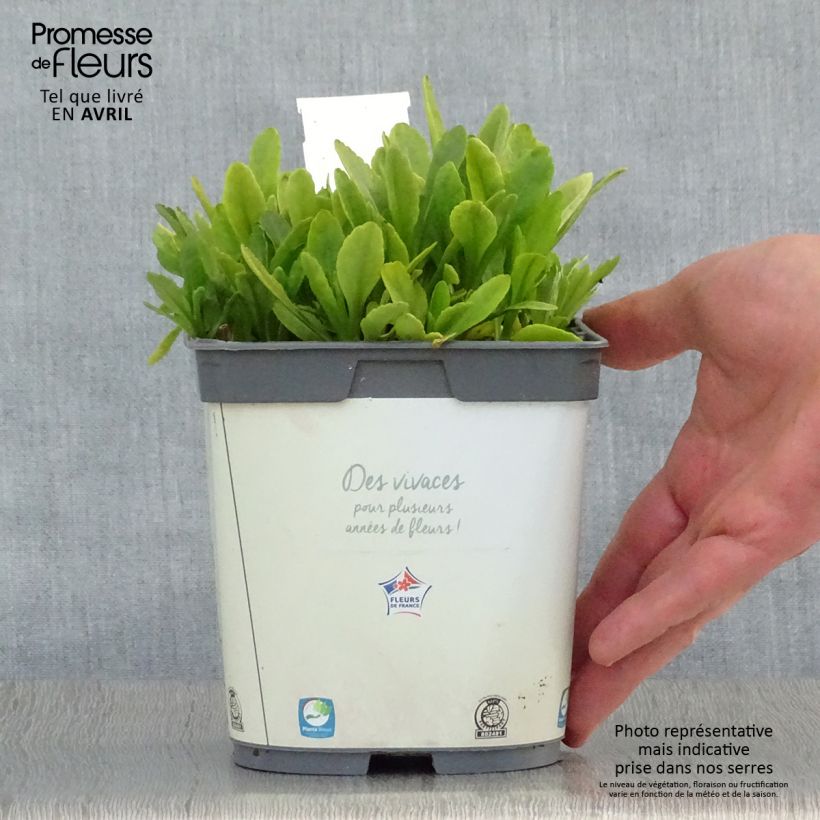 Example of Leucanthemum Snow Lady - Grande Marguerite naine Pot de 2L/3L as you get in printemps